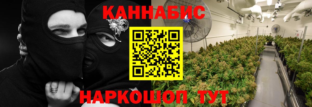 Бошки Шишки планчик Котлас
